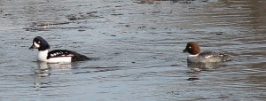 male and female Barrow's Goldeneye 