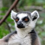 modern Lemur - possibly similar to my 45 million-greats-grandfather