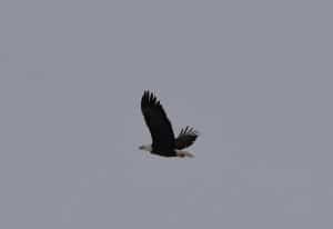 Bill Astell Jan 14 2014 In  Woodland Drive eagle in flight - Bill Astell