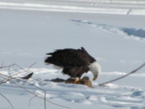 Bald Eagle on deer carcass - Val Roberts