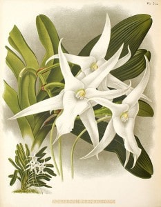 Darwin's Orchid with long spike (spur) 