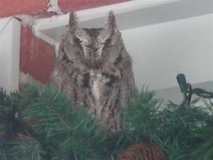 Eastern Screech-Owl - Carl & Rose Mary Silvestri 