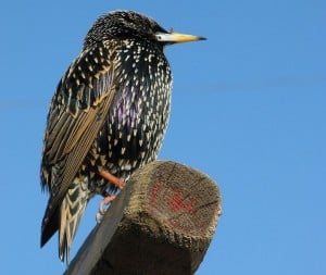 European Starling in winter plumage (white spots) 