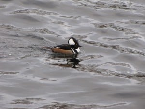 male Hooded Merganser - Peter Beales 