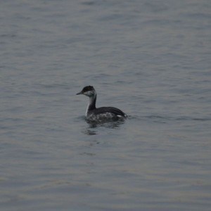 Horned Grebe (winter plumage) 