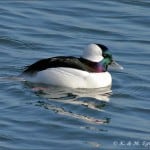 male Bufflehead - Karl Egressy    