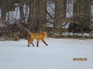 A Sunday morning Red Fox - Michael Gillespie
