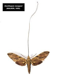 Morgan's Sphinx moth