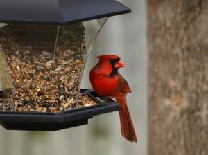  Northern Cardinal - by Ruthanne-Sobiera 