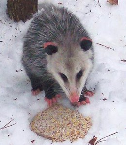 An opossum photographed in Ennismore several years ago 