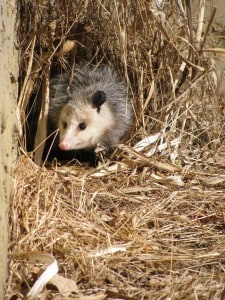 Opossum on Johnston Drive, south of Peterborough - Mary Beth Aspinall - Feb. 2014