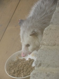 Opossum eating kibble we put out - Mary Beth As
