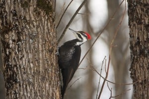 Pileated Woodpecker - Jeff Keller - Feb. 8 2014