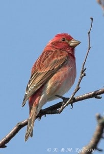 Purple Finch (male) - Karl Egressy 