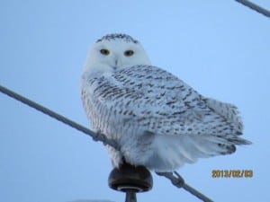 Snowy Owl - Michael Gillespie 