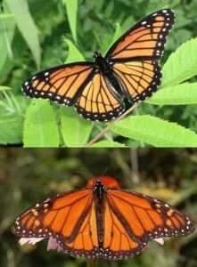 Viceroy (above) and Monarch. Notice the