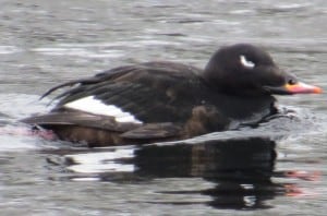 White-winged Scoter on Otonabee River - Tom Northey - Feb. 2, 2014