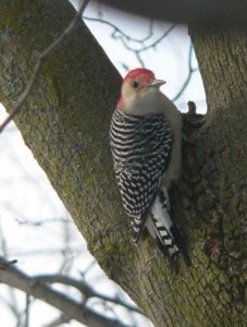 Male Red-bellied Woodpecker - Tom Baker