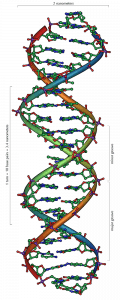 Structure of the DNA molecule