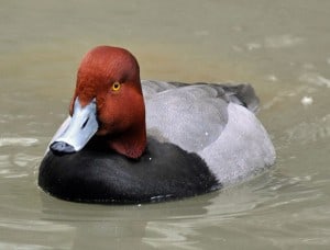 male Redhead - Wikimedia 