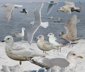 Iceland Gull (Crossley Guide) First winter bird is lower left. Some are browner. 