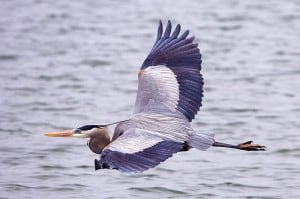 Great Blue Heron 