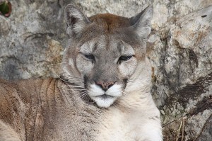 Cougar - Wikimedia 