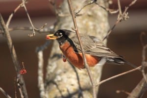 American Robin in mountain-ash March 2014 - Jeff Keller 