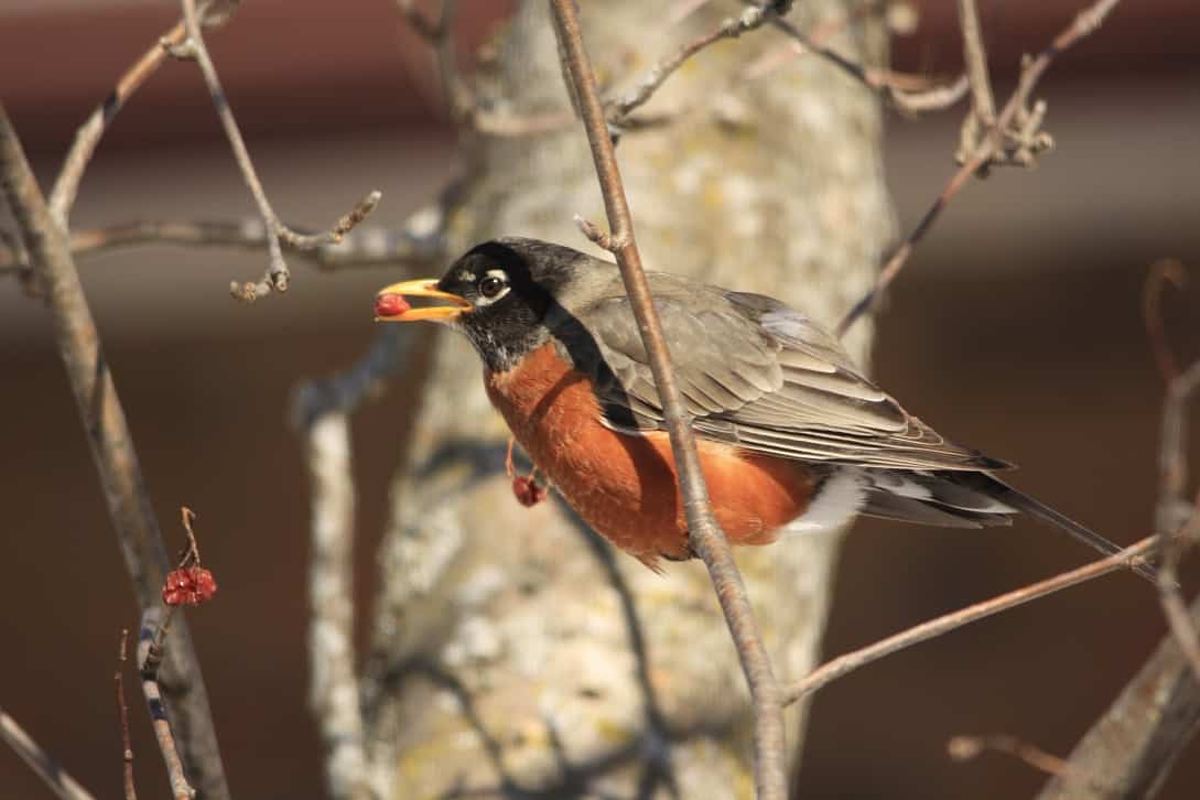 Christmas Bird Counts Our Changing Seasons