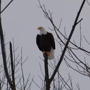 Bald Eagle - Jan. 14 2014 Woodland Drive in Peterborough - by Bill Astell 