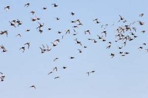 Black-bellied Plovers near Point Pelee IBA - Mike Burrell