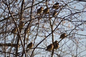 Cedar Waxwings - April 2013 - by Andrew Lipscombe 