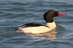 Common Merganser - Wikimedia
