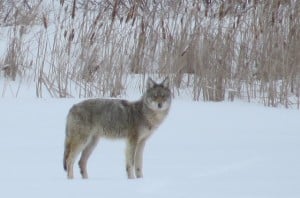 Eastern Coyote on Otonabee River - Tom Northey.