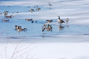 Waterfowl at Little Lake at spring ice-out 