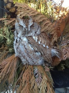 Eastern Screech-owl - Beaches area of Toronto - via Jamie Brockley 