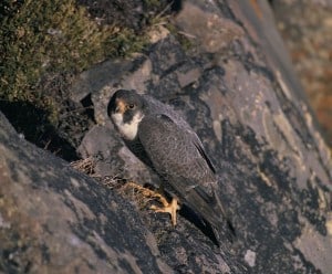 Peregrine at nest USFWS