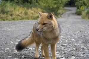 Grey Fox (Wikimedia) 