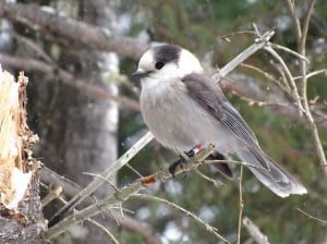 Gray Jay -Tom Northey Algonquin Park - March 2014 