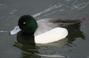 Greater Scaup (male) photo from Wikimedia