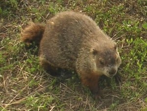 Groundhog - Wikimedia