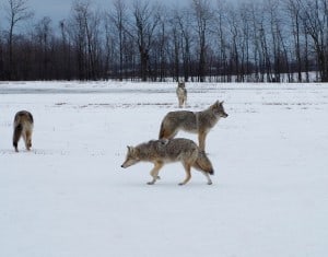 Coyotes in field on Stewart Line (Randy Therrien) 