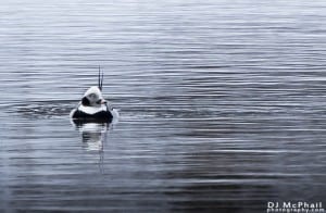  Long-tailed-Duck - DJ McPhail Mar.22 2014 Little Lake 