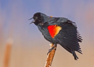 Red-winged Blackbird   by Karl Egressy  