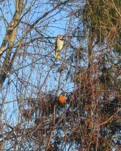 Northern Flicker and American Robin -Sue-Paradisis