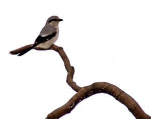 Northern Shrike  - Gord Bullied 