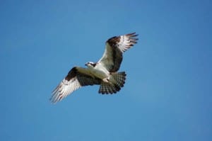 Osprey - Mike Blom 