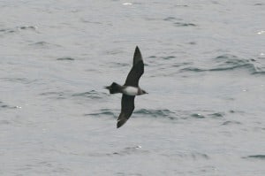 Parasitic Jaeger - Wikimedia 