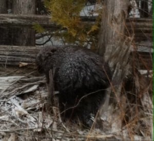 Porcupine - Tracey Carr 