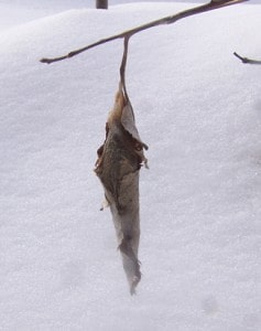  Promethea cocoon close-up - Tim Dyson